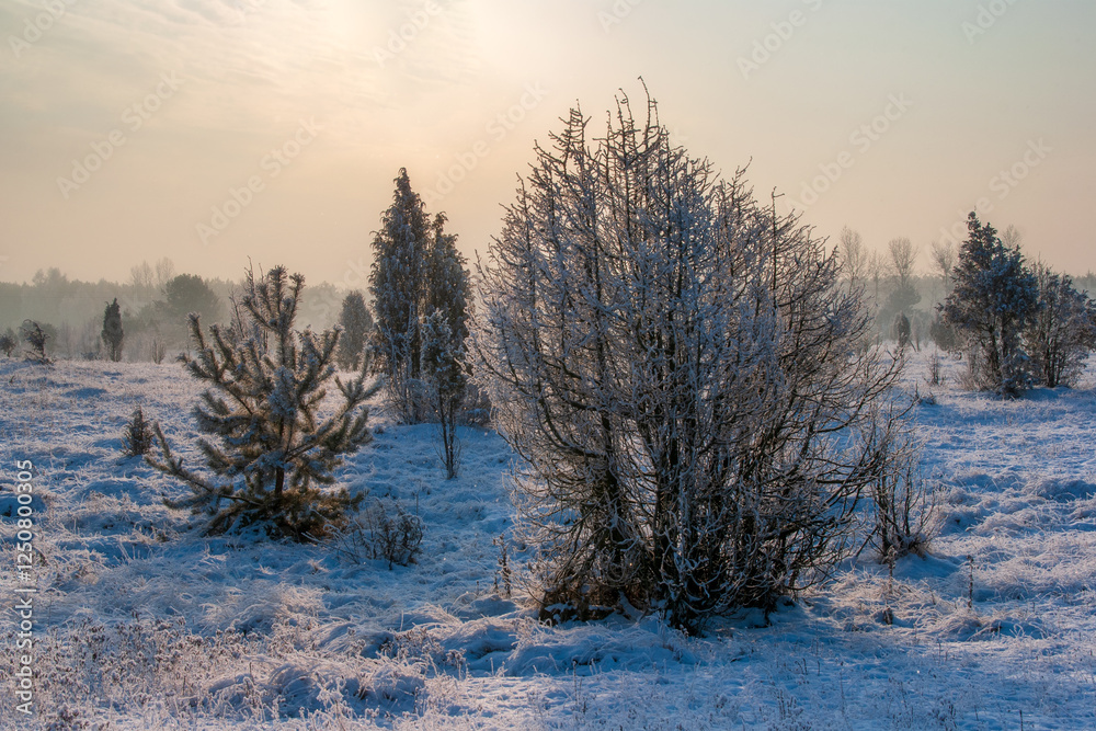 Piękno śnieznej i mroznej zimy w Dolinie Narwi i Biebrzy - Podlasie, Polska Piękno śnieznej i mroznej zimy w Dolinie Narwi i Biebrzy - Podlasie, Polska