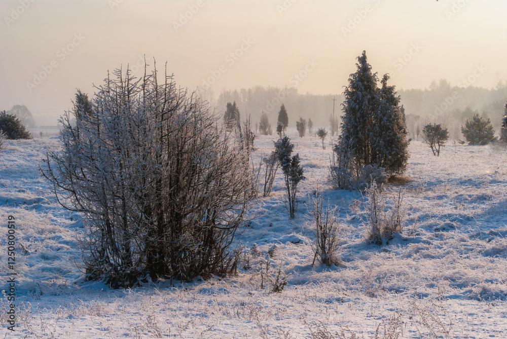 Piękno śnieznej i mroznej zimy w Dolinie Narwi i Biebrzy - Podlasie, Polska