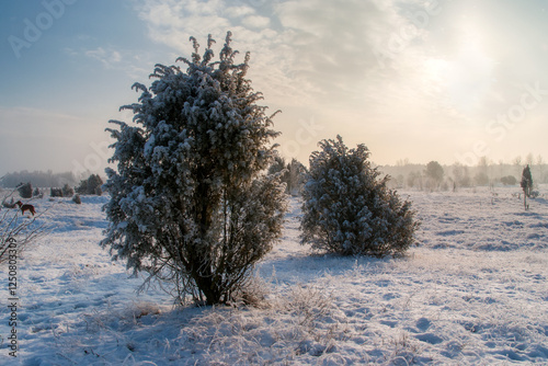 Piękno śnieznej i mroznej zimy w Dolinie  Narwi i Biebrzy - Podlasie, Polska