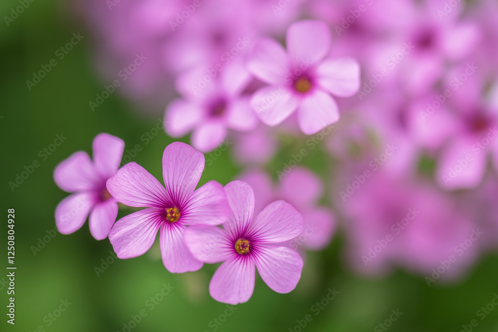 oxalis oxalis