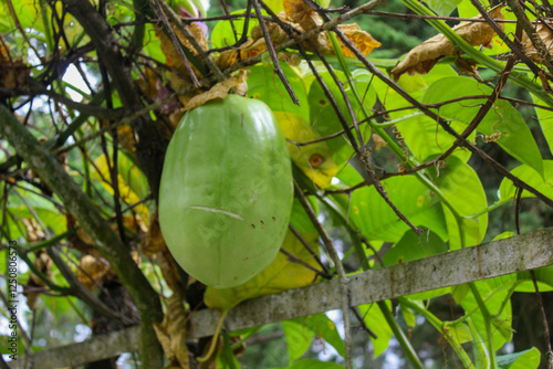 Passiflora guadrangularis, erbis or jumbo passion fruit. The erbis fruit is oval in shape with a length of around 20 cm, a diameter of around 15 cm and a weight of 3–5 kg