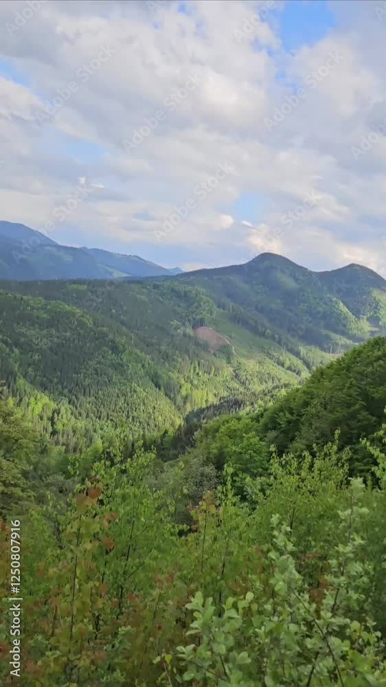 Enjoy a peaceful ride on horseback along a winding trail surrounded by vibrant greenery and tall trees, capturing the tranquility of the outdoors. Enjoy a peaceful ride on horseback along a winding trail surrounded by vibrant greenery and tall trees, capturing the tranquility of the outdoors.