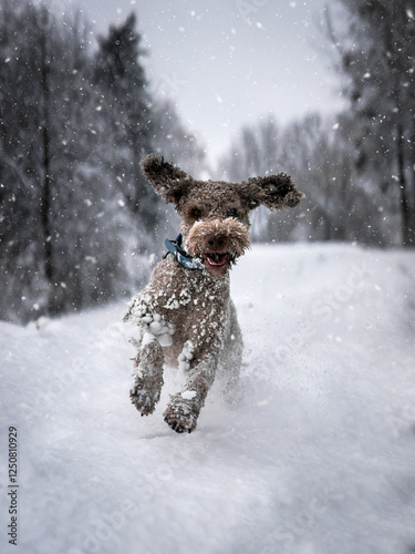 Italienischer Wasserhund spielt im Schnee