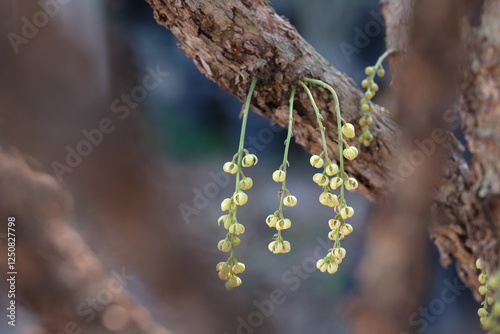 Baccaurea ramiflora flower, the Burmese grape, is a slow-growing evergreen tree in the family Phyllanthaceae