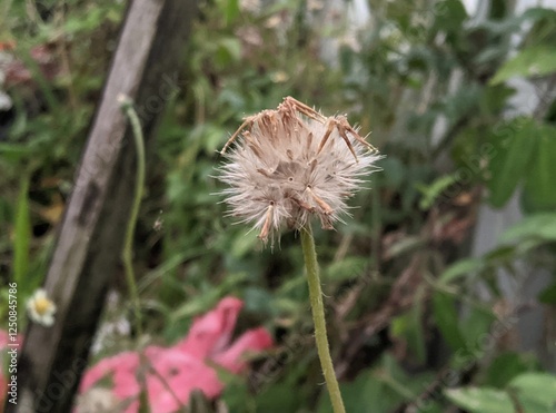 flower of a dandelion