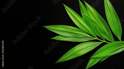 Emerald Embrace: A vibrant sprig of verdant leaves, artfully arranged against an expanse of serene black, exudes a sense of freshness and the beauty of nature.