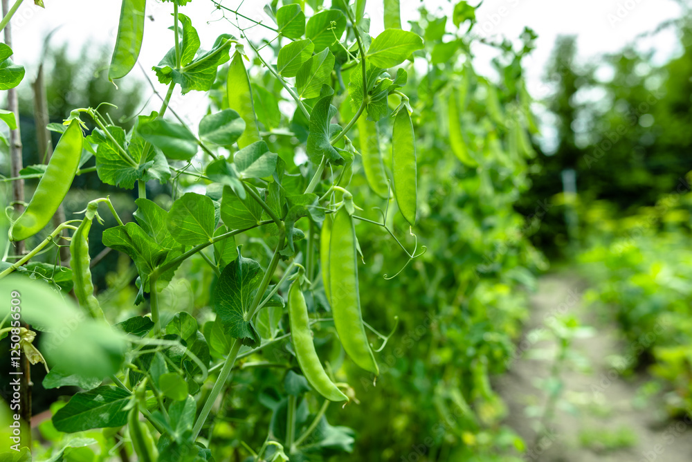 Fresh green pea pods on a pea bushes. Growing plants in the garden. Organic farming concept. Fresh green pea pods on a pea bushes. Growing plants in the garden. Organic farming concept.