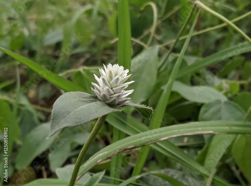 flower in the grass