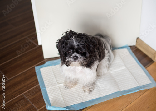 Puppy peeing on a diaper. Toilet training a puppy. Shih Tzu puppy..