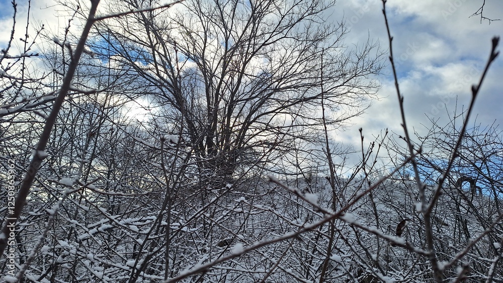 Obraz premium Frosty Woodland Scene with Blue Sky
