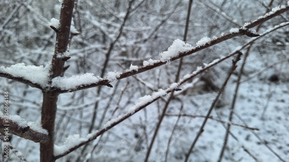 Snow-Covered Branches in a Winter Landscape Snow-Covered Branches in a Winter Landscape