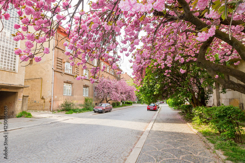 uzhhorod, ukraine - 26 apr, 2015: cherry blossom on the city street. old european town on a sunny morning photo