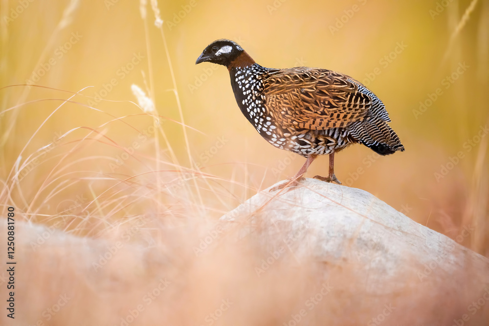 A stunning close-up of a speckled partridge, likely a species like the Black Partridge.