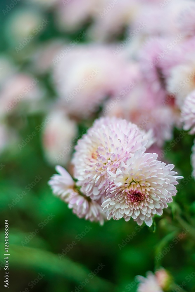 Light pink chrysanthemums in soft focus, surrounded by a tranquil bokeh of garden greenery. Light pink chrysanthemums in soft focus, surrounded by a tranquil bokeh of garden greenery.