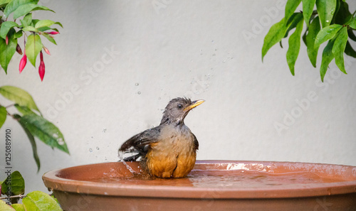 Olive thrush (Turdus olivaceus) bird bathing in a bird bath in a garden in Western Cape, South Africa concept wildlife, nature, ornithology, birding