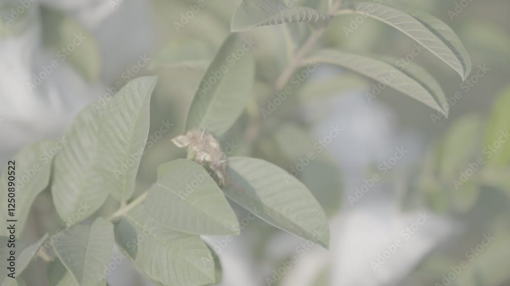 Guava Plant Journey: From Blossom to Tropical Harvest Guava Plant Journey: From Blossom to Tropical Harvest