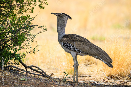 Fotografie A kori bustard sheltering from the heat under a bush