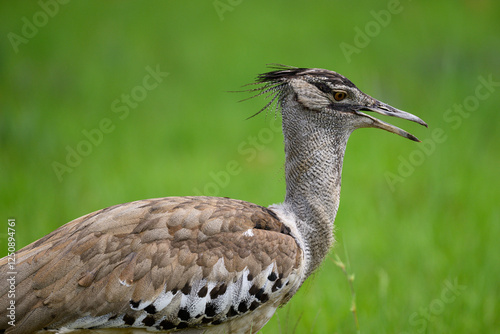 Картината върху платно close-up of a kori bustard in a green field