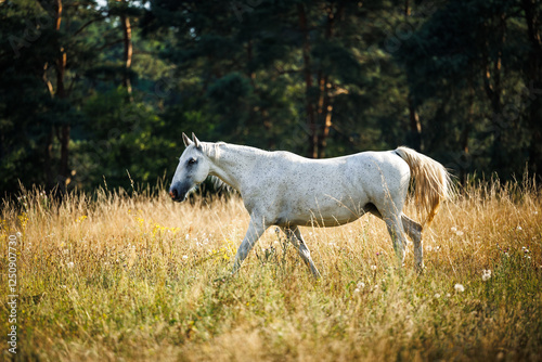 Fototapeta Naklejka Na Ścianę i Meble -  White horse walking on pasture. Farm animal grazing grass on summer meadow