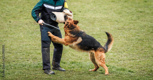German shepherd dog participating in bite protection training and defense work with police dog handler
