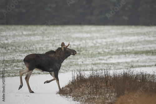 Obraz na płótnie Mammals male bull Moose ( Alces alces ) North part of Poland, Europe dark foggy morning in winter young pine forest w salonie