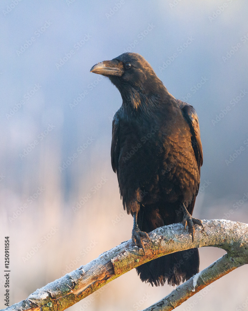 beautiful Common raven Corvus corax flying bird North Poland Europe autumn time