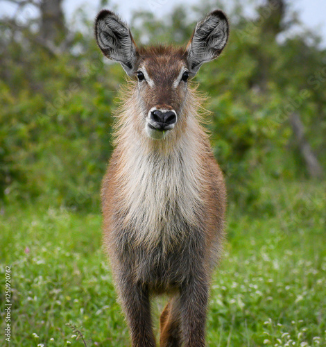 A fluffy waterbuck youngster being cute in the Kruger National Park