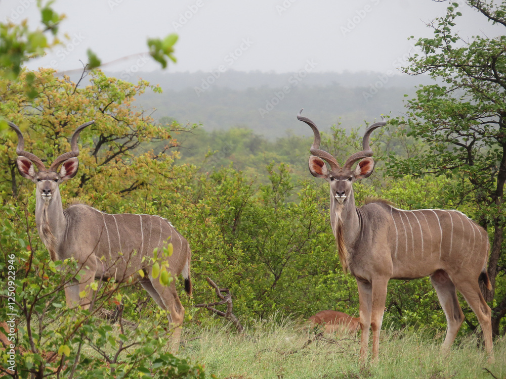 Fototapeta premium Two kudu bull mimicing each other, looking like the perfect mirror image