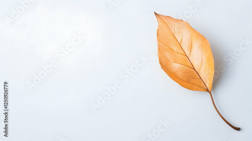 Autumn leaf fallen on a white surface, perfect for nature illustrations, product mockups, or seasonal decorations
