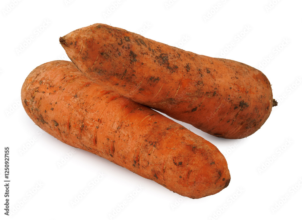 Dirty, unwashed carrot with traces of soil on the surface. Carrot isolated on white background. Two carrots crossed on white background. Dirty, unwashed carrot with traces of soil on the surface. Carrot isolated on white background. Two carrots crossed on white background.