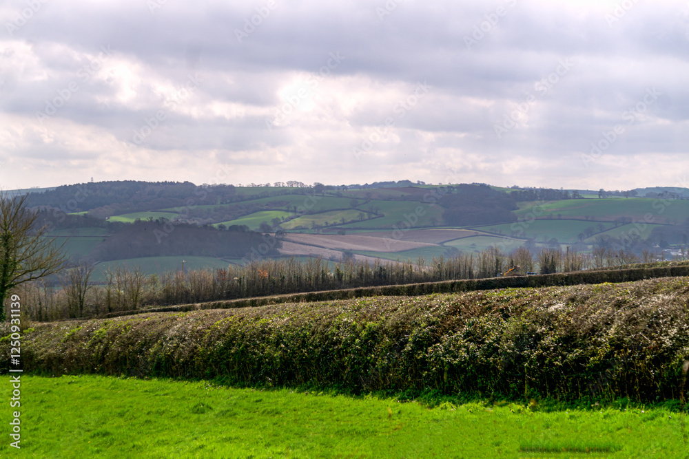 Fototapeta premium Landscape of evergreen fields and meadows in England, Devon, Europe.