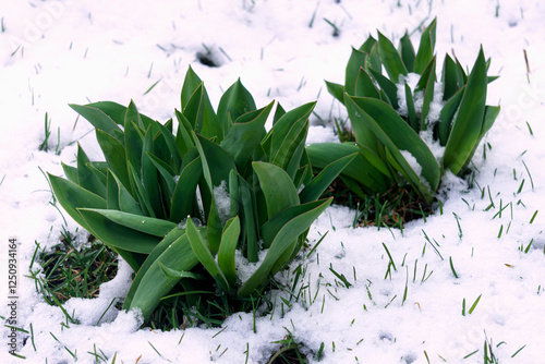 Tulip leaf bushes are poking through the snow.