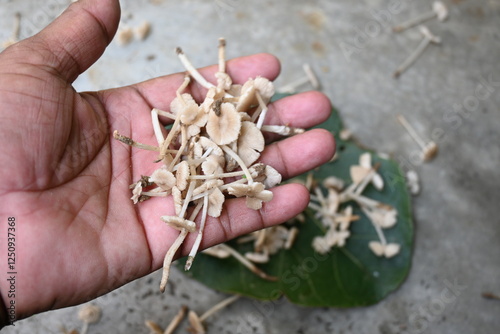 Termitomyces mushrooms. It is a genus of edible mushrooms that grow in association with termite nests. These known for their taste. They are rich in vitamins and they increase the immunity of our body photo