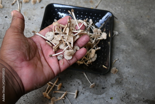 Termitomyces mushrooms. It is a genus of edible mushrooms that grow in association with termite nests. These known for their taste. They are rich in vitamins and they increase the immunity of our body photo