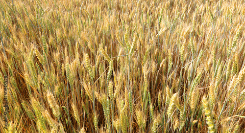 many ripe ears of golden wheat ripe in early summer ready for harvest photo