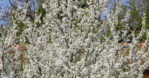 Small withe flowers of apple tree in spring