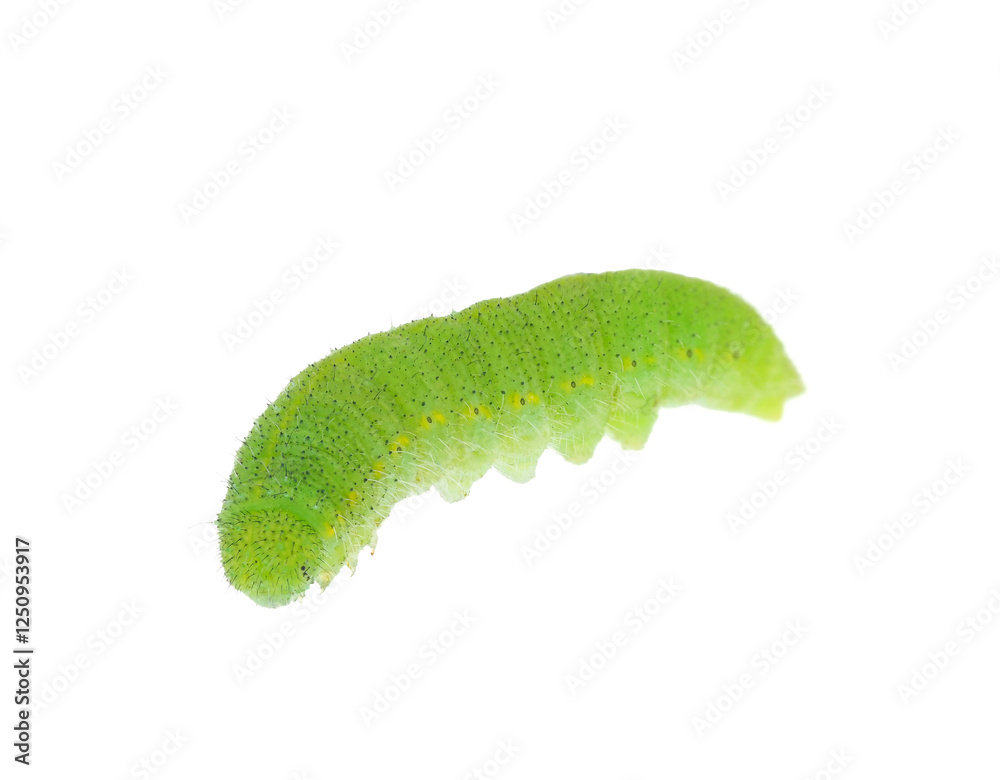 Fototapeta premium Small white caterpillar isolated on white background, Pieris rapae