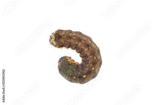 Fall armyworm caterpillar isolated on white background, Spodoptera frugiperda photo