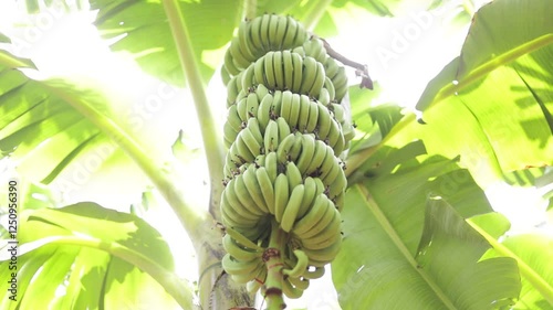 Wallpaper Mural Banana Trees And Banana Garden Torontodigital.ca