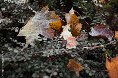 Background of an autumn leaves on green grass