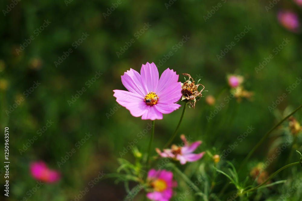 Blooming pink cosmos flower and bee collects pollen in a meadow of wildflower on summer in tropical garden Blooming pink cosmos flower and bee collects pollen in a meadow of wildflower on summer in tropical garden