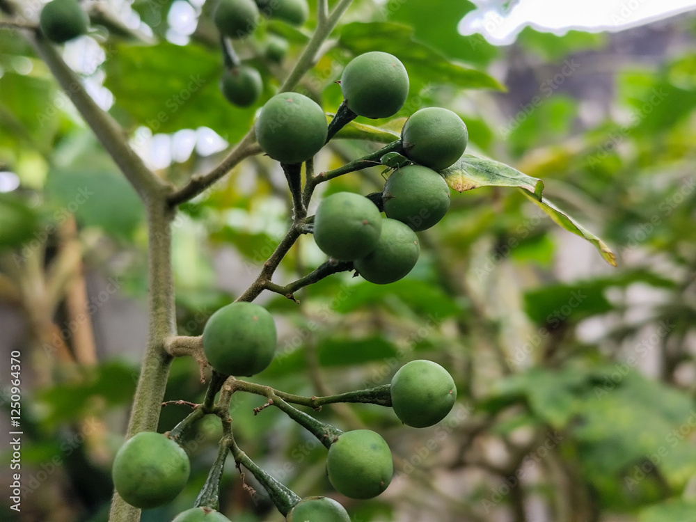 Takokak, tekokak or sparrow eggplant is a plant from the eggplant tribe whose fruit and seeds are used as vegetables or cooking spices. Takokak, tekokak or sparrow eggplant is a plant from the eggplant tribe whose fruit and seeds are used as vegetables or cooking spices.