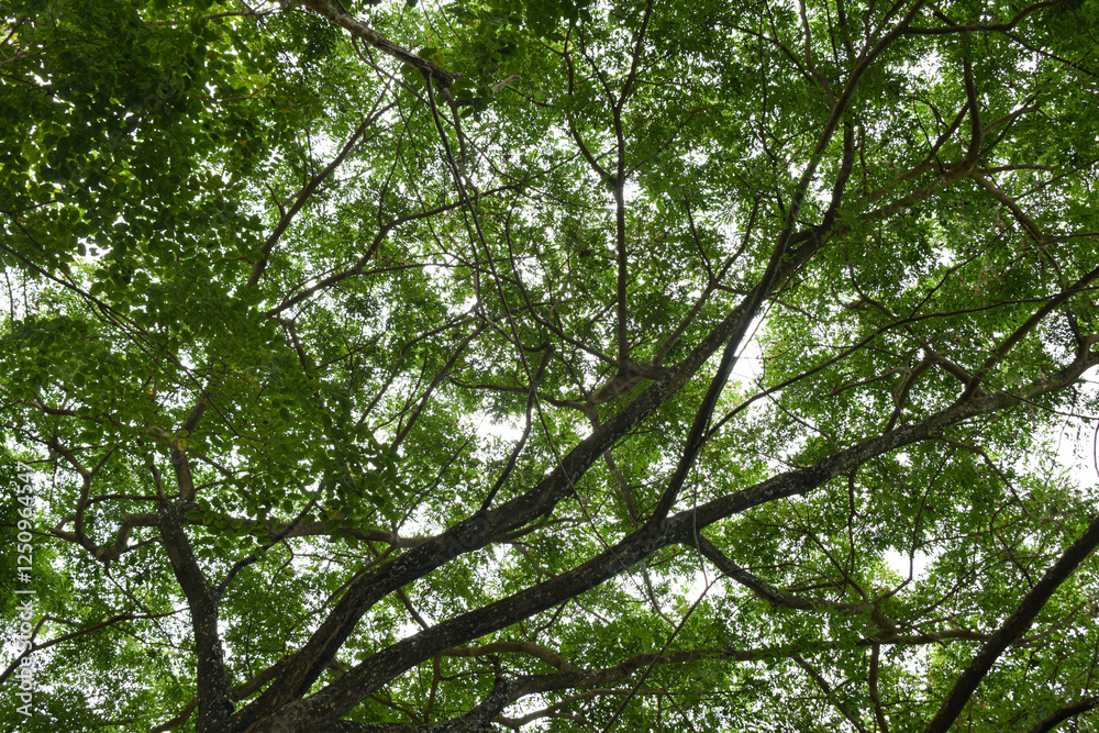 Trees with dense green leaves under the sky in Indonesian tropical forest, in natural background concept. Trees with dense green leaves under the sky in Indonesian tropical forest, in natural background concept.