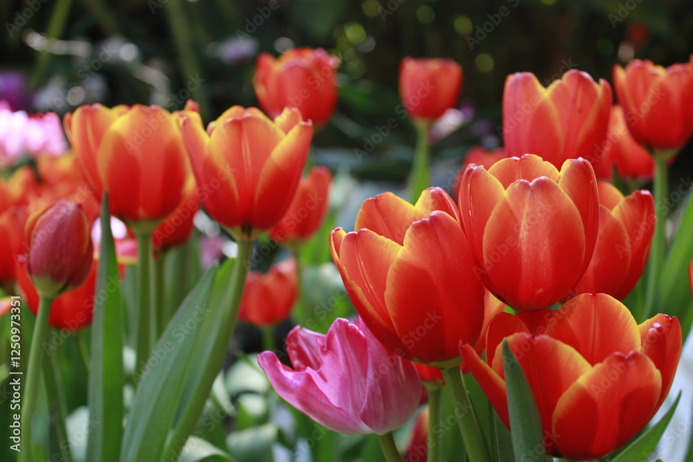 Obraz premium red and yellow tulips