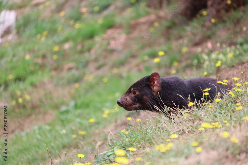 Tasmanian Devil in Natural Habitat Tasmanian Devil in Natural Habitat