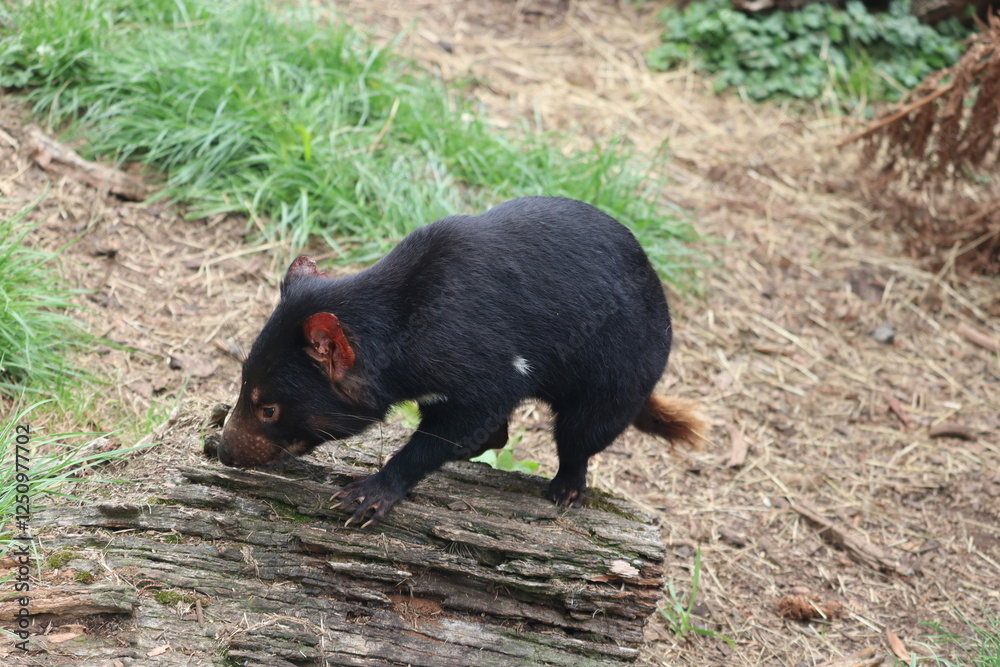 Tasmanian Devil in Natural Habitat Tasmanian Devil in Natural Habitat