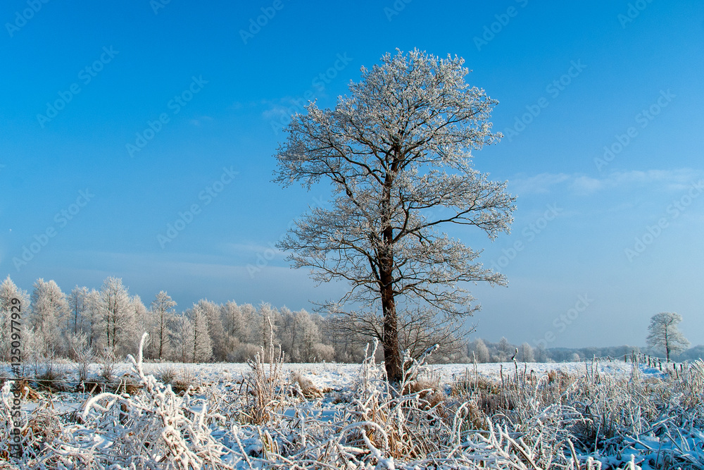 Piękno śnieznej i mroznej zimy w Dolinie Narwi i Biebrzy - Podlasie, Polska