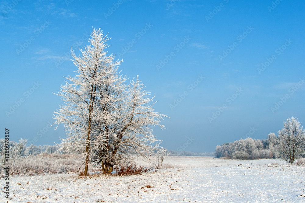 Piękno śnieznej i mroznej zimy w Dolinie Narwi i Biebrzy - Podlasie, Polska
