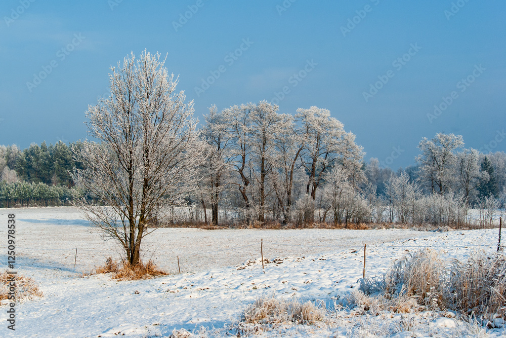 Piękno śnieznej i mroznej zimy w Dolinie Narwi i Biebrzy - Podlasie, Polska