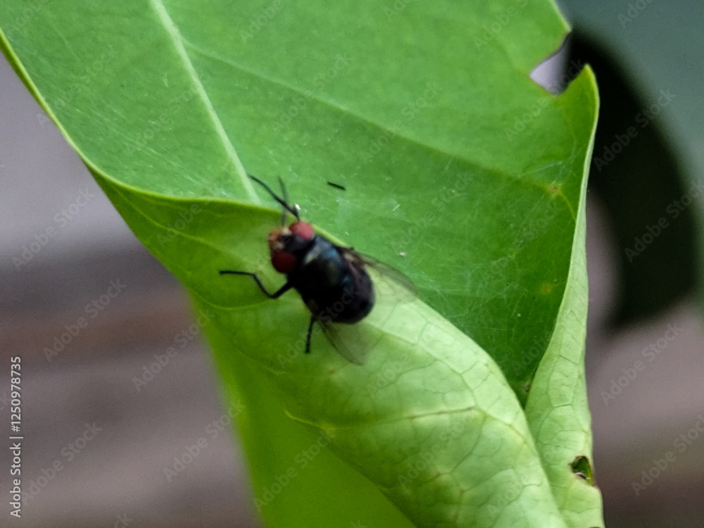 Flying insects with red eyes and thin wings perched on green leaves. This type is often seen flying in kitchens, cages and trash cans. Flying insects with red eyes and thin wings perched on green leaves. This type is often seen flying in kitchens, cages and trash cans.